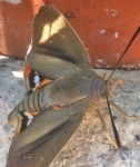 blog,cres,herault,actualite