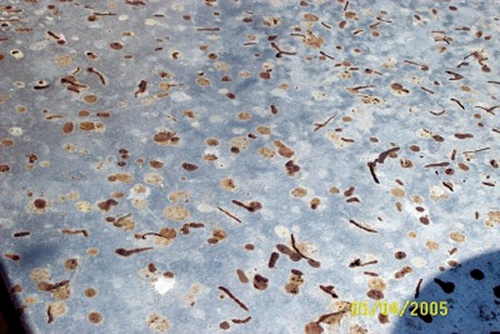 chiures_abeille1.jpg
